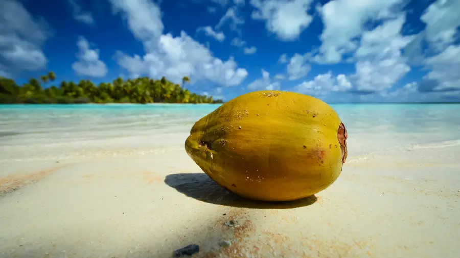 High quality tropical mango fruit photo