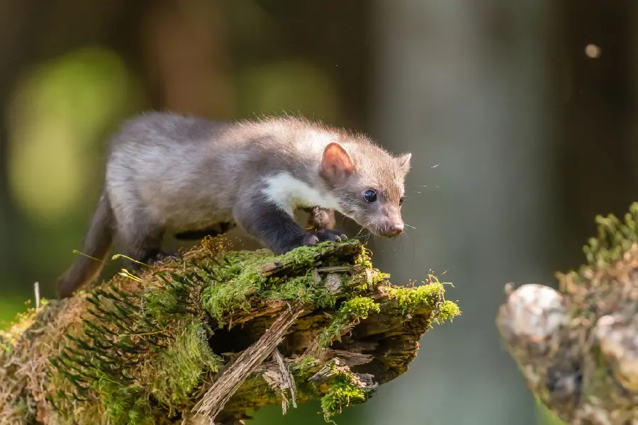 Download high-quality stock photo of the exciting moment when a bloodthirsty weasel hesitates to jump from a green tree trunk