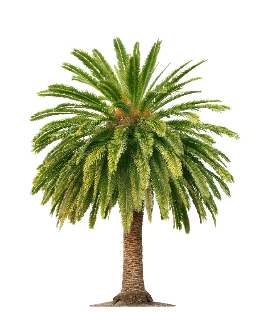 High quality palm tree photo with white background 