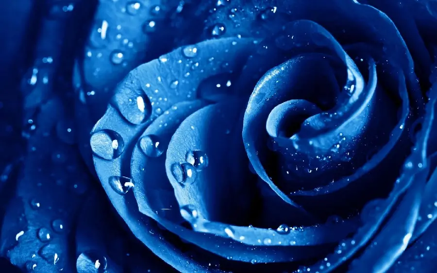 Free Download of Blue Rose Photo with Dew Drops from Close Angle