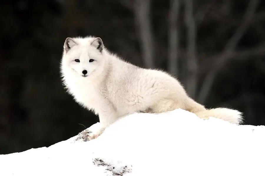 Beautiful white arctic fox wallpaper sitting in the snow