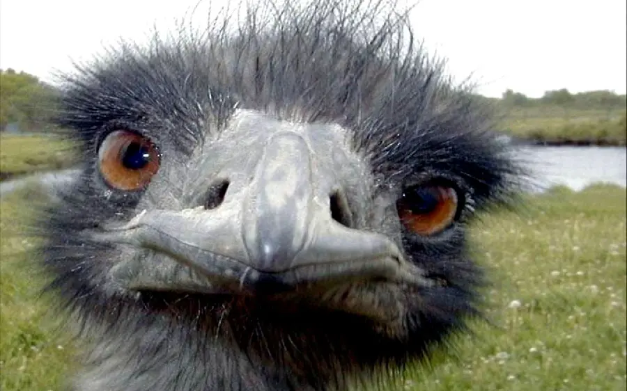 Black fluffy ostrich background for wallpaper