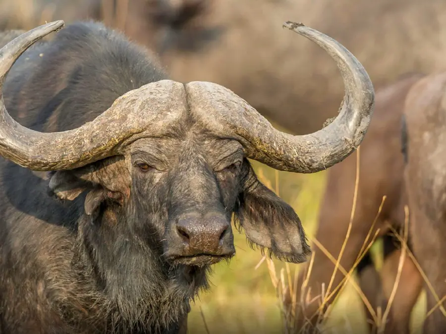 American Buffalo Face Wallpaper buffalo wallpapers
