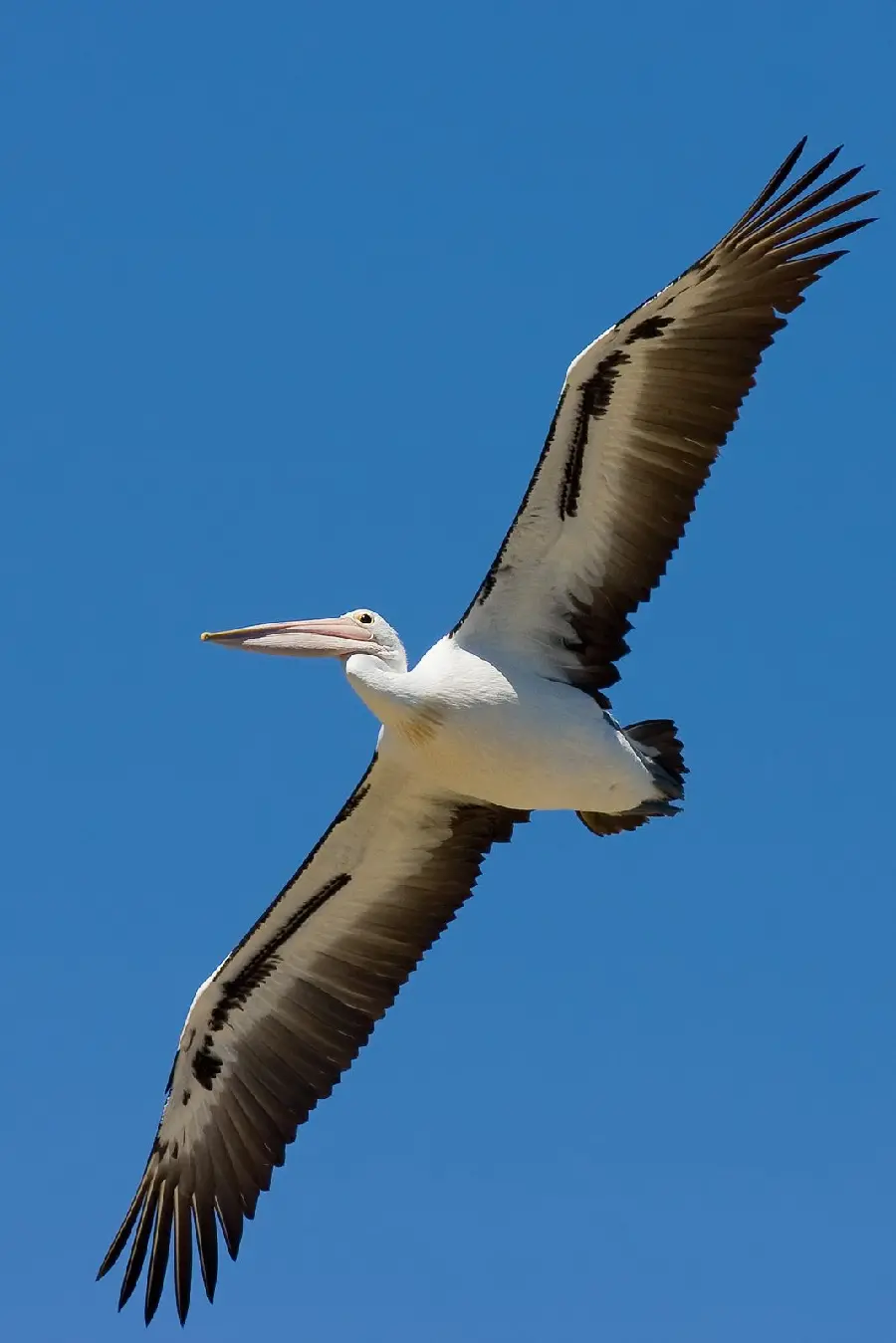 The most amazing poster of a large pelican flying in the blue sky