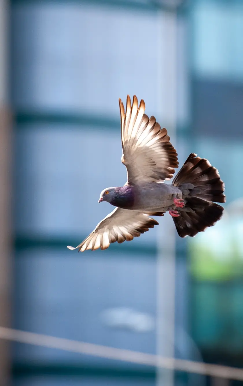 A common poster of a dove flyingWith the sun shining on its wings