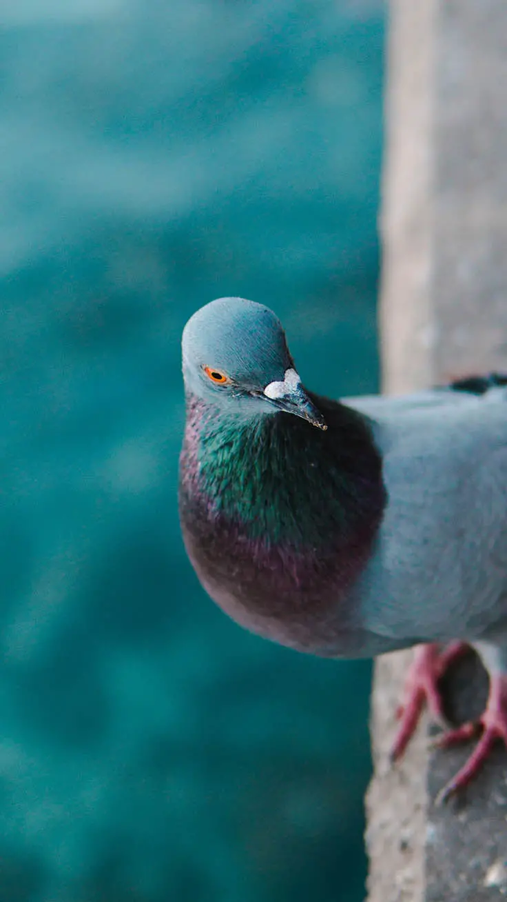 A beautiful poster of a mischievous dove of Mecca by the water