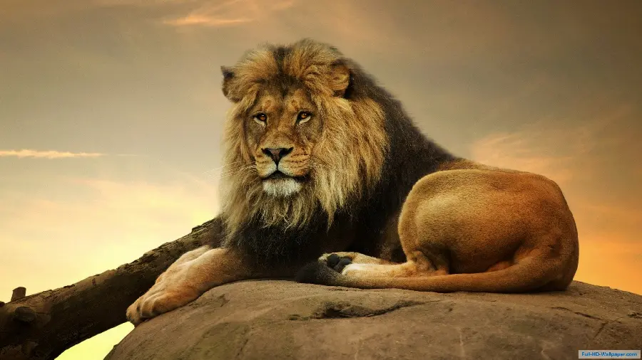 Windows 12 wallpaper with a powerful lion design in excellent quality