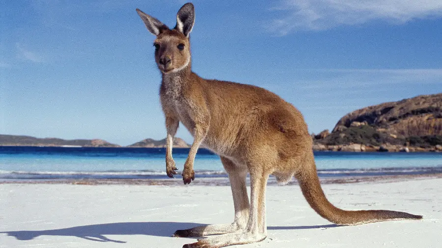 Best Background of a Cheerful Kangaroo on a Beach with White Sand