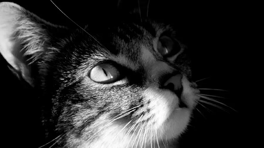 Cute and funny wallpaper of a beautiful cat with a black and white theme 