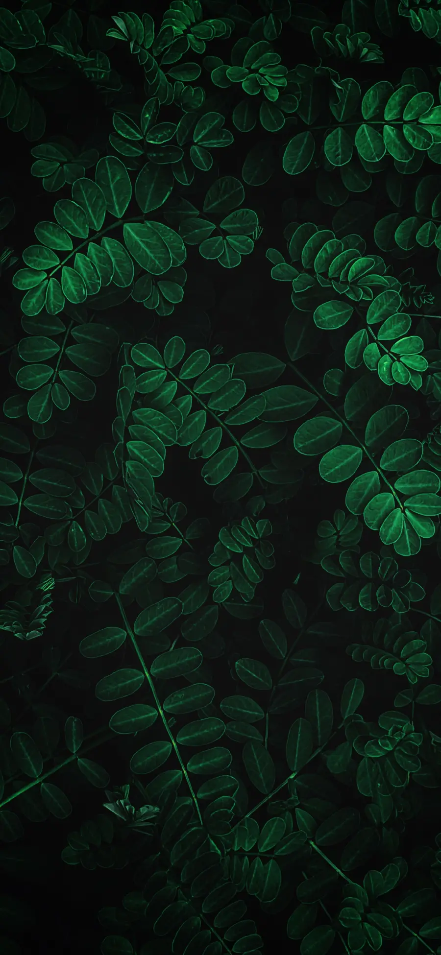 A spectacular and green wallpaper of beautiful tree leaves in high quality