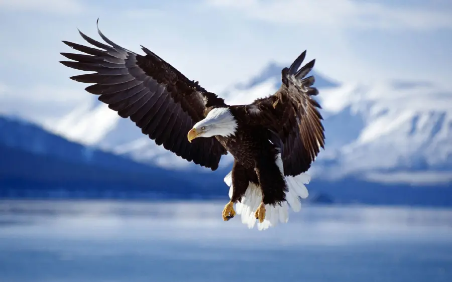 Magical flight of an eagle in the cold of winter