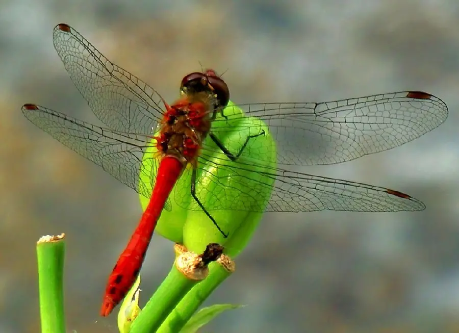 Red dragonfly image with black wings
