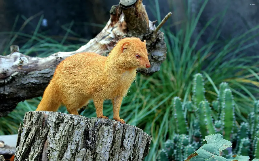 The most original FULL HD quality wallpaper of a bloodthirsty weasel Rare and unique among the forest trees