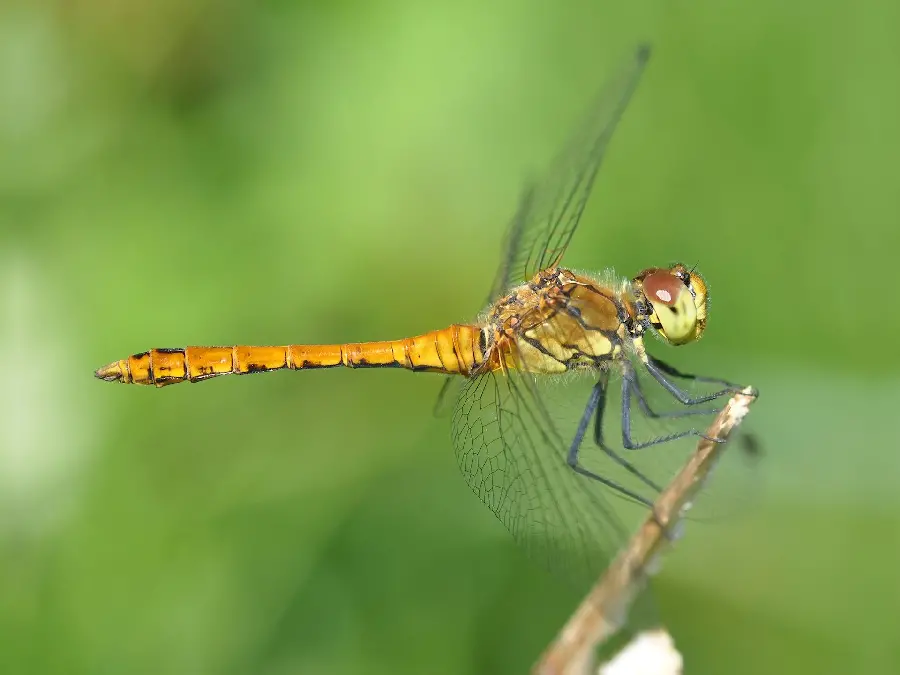 Close-up photo of a yellow dragonfly