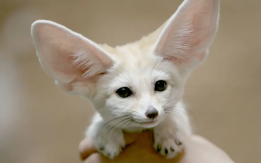 The Most Popular Picture of a Desert Fox in HD Quality