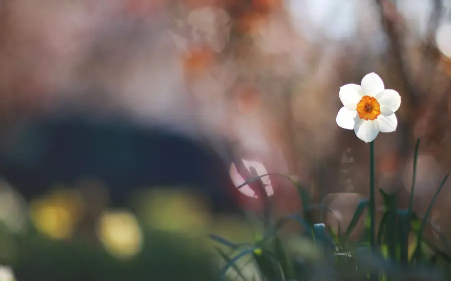 Blurred and unknown background of white daffodils and its leaves