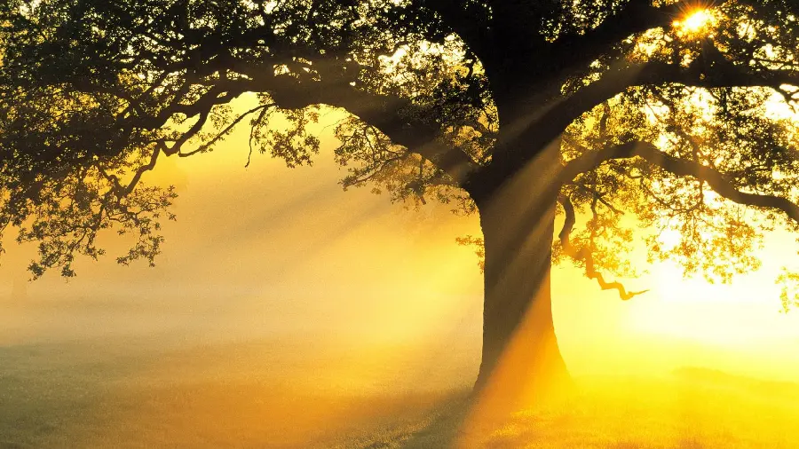 Amazing Widescreen Image of Sunlight Rays in the Forest