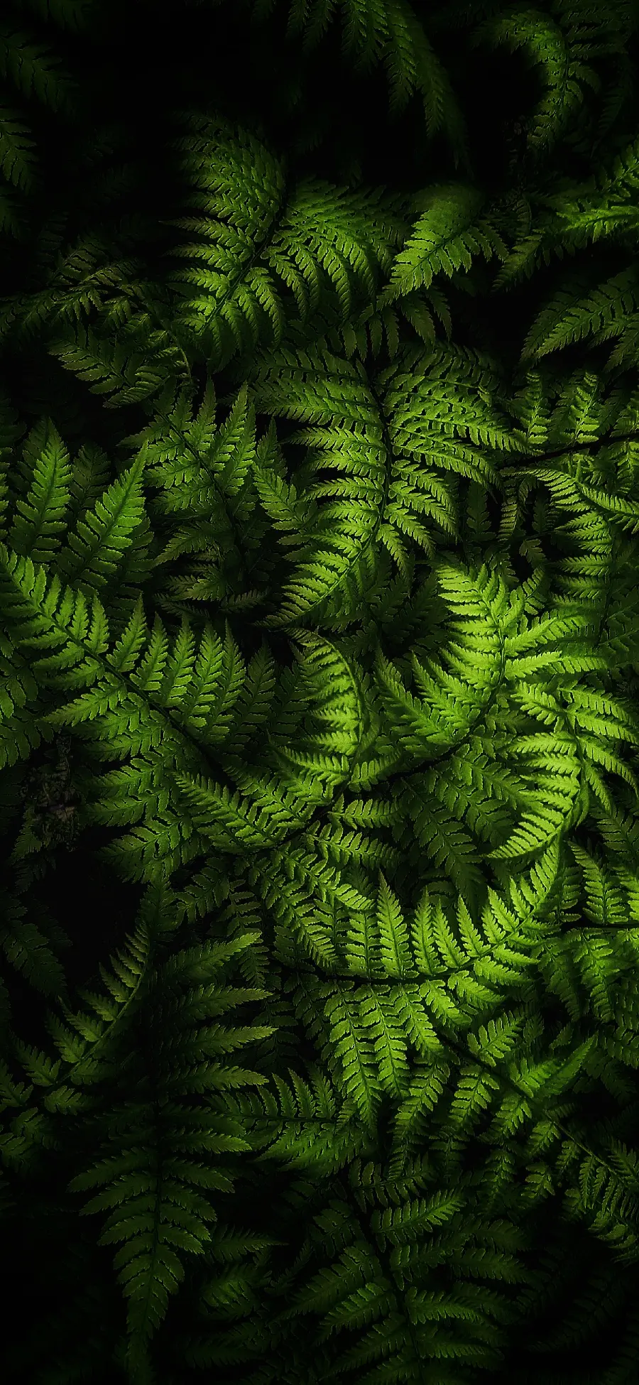 New background of green tree leaves in Full HD quality