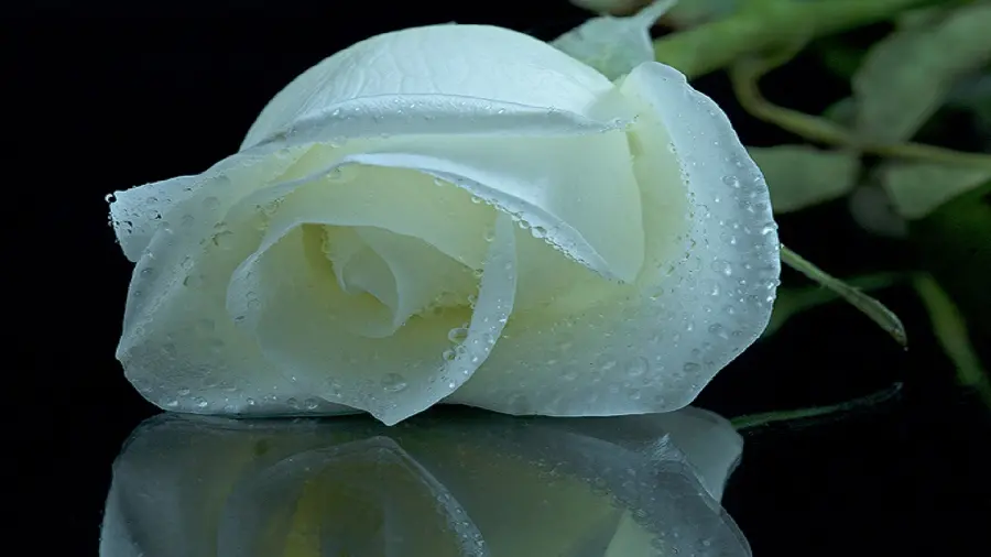 Download a photo of a white rose soaked with raindrops suitable for mobile