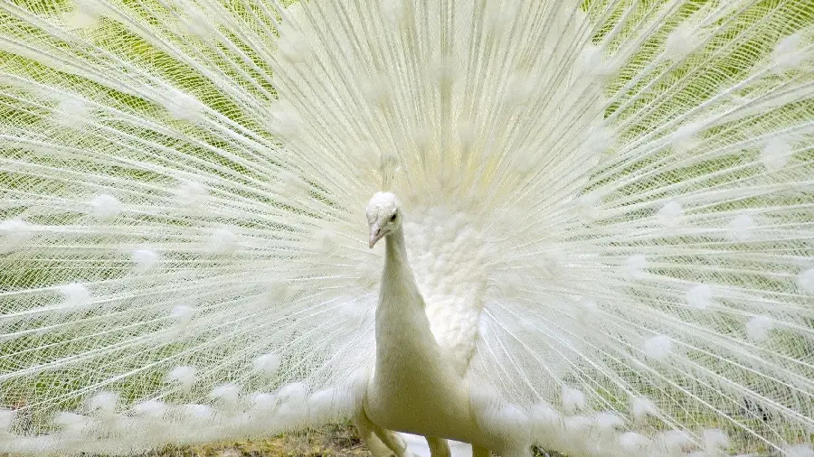 Download a high-quality background image of close-knit white peacock feathers