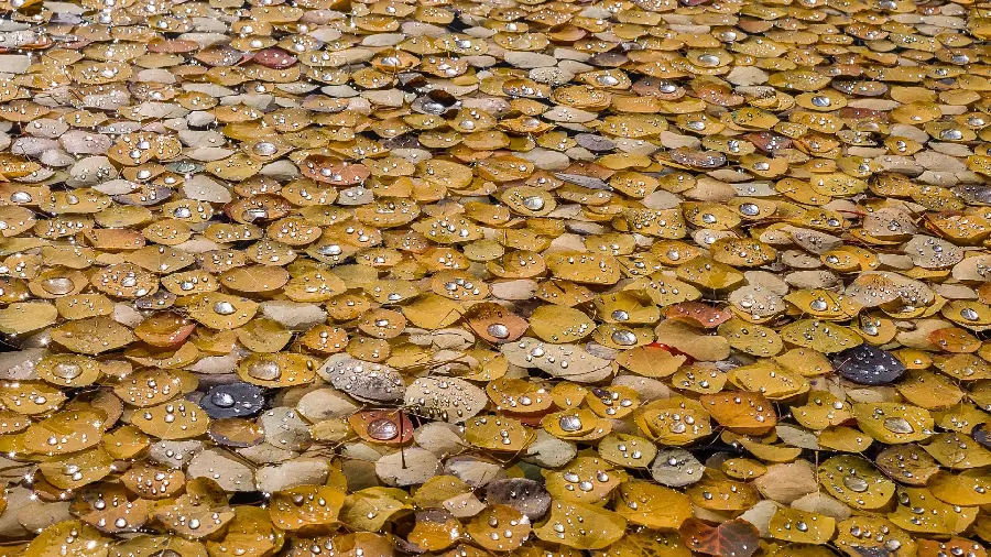 Beautiful autumn background of yellow leaves covered with rain HD
