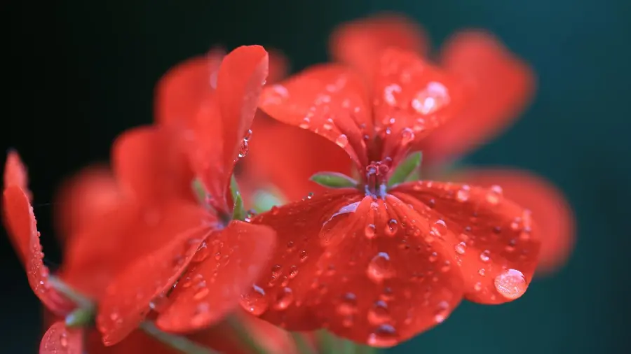 Interesting red flower background with special quality