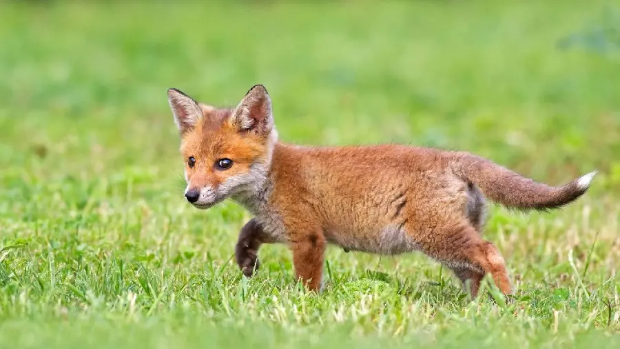 Beautiful wallpaper of a little fox cub in the meadow
