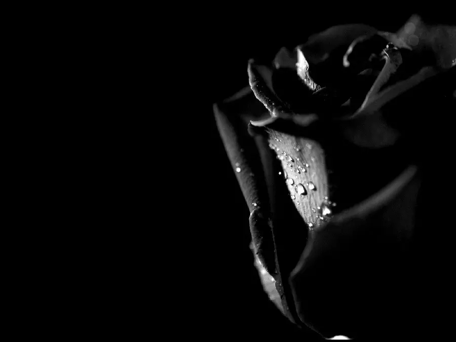 Most visited black flower background suitable for screen 1401