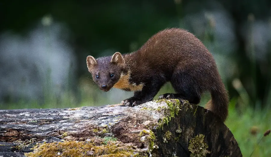 Download the magnificent wallpaper of a burnt brown bloodthirsty weasel, on the trunk of a large tree, suitable for social networks