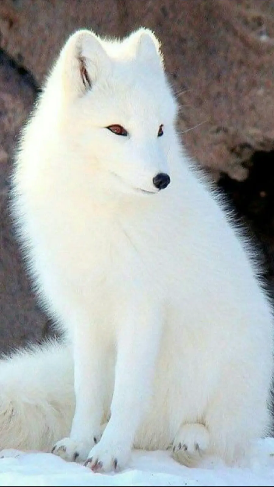 Beautiful full HD background of a white arctic fox
