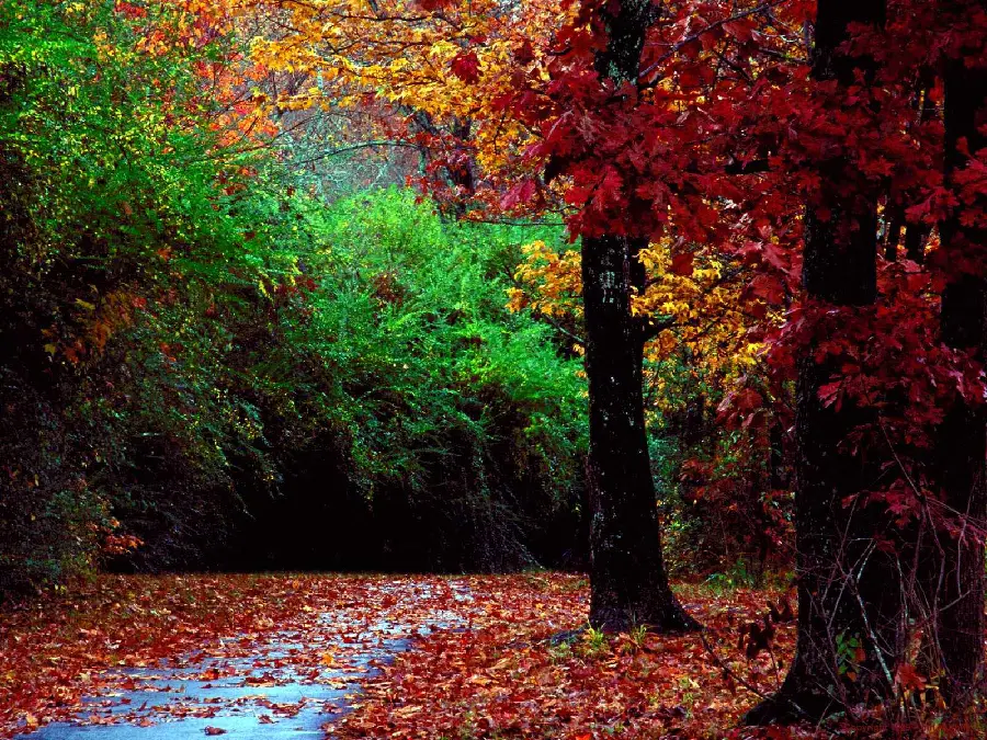 Lovely Autumn Nature in an Artistic Frame for Windows 12 Background
