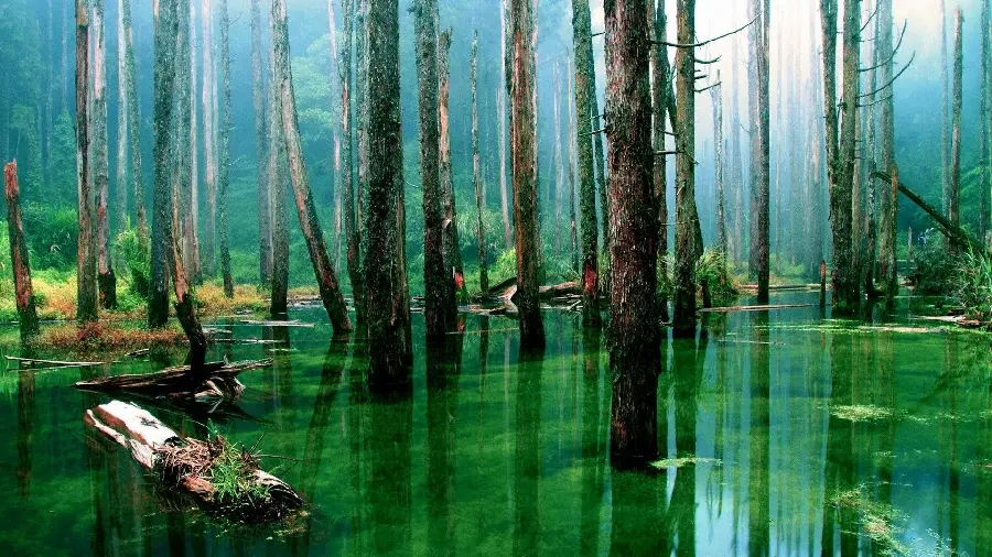 Photo of tree trunks growing in the clear and clean water of the Amazon River in HD quality