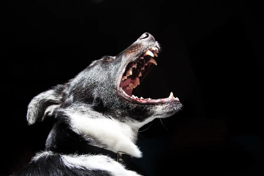 8K Dog Barking Wallpaper for PC