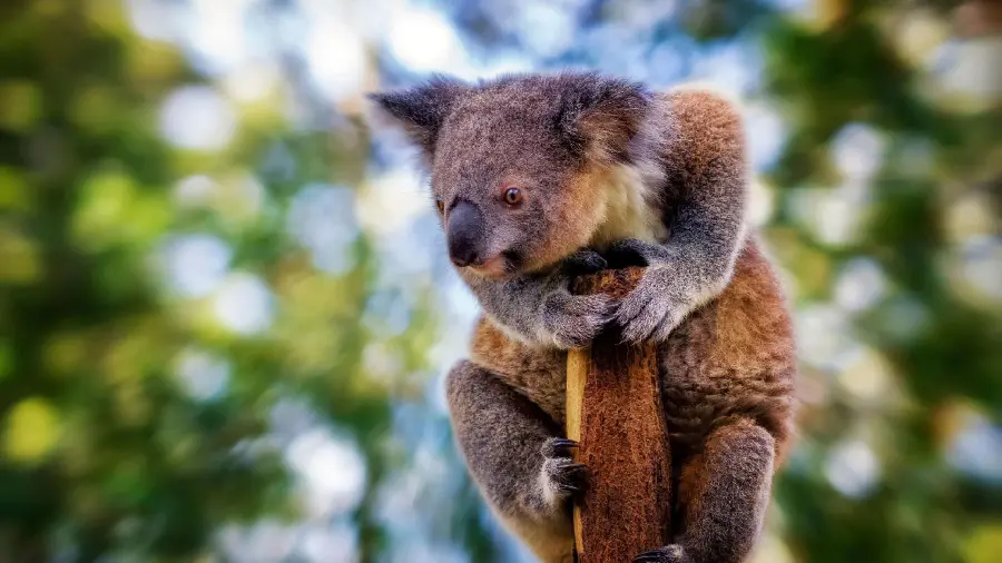 Download the background of a scared koala at the end of a dry tree trunk
