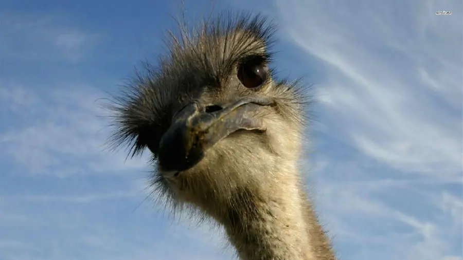 HD background of curious and amazing ostrich