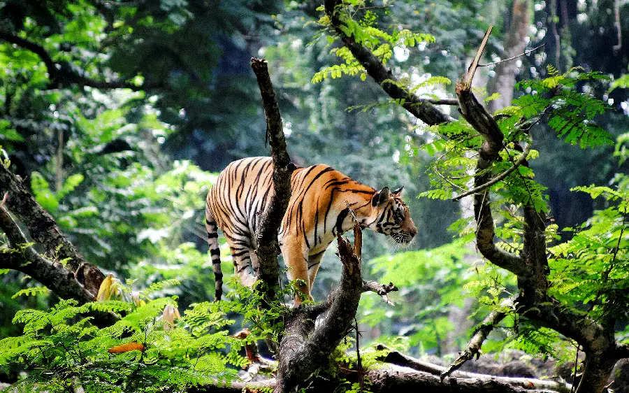 Free Download Tiger In The Jungle Wallpaper For Laptop