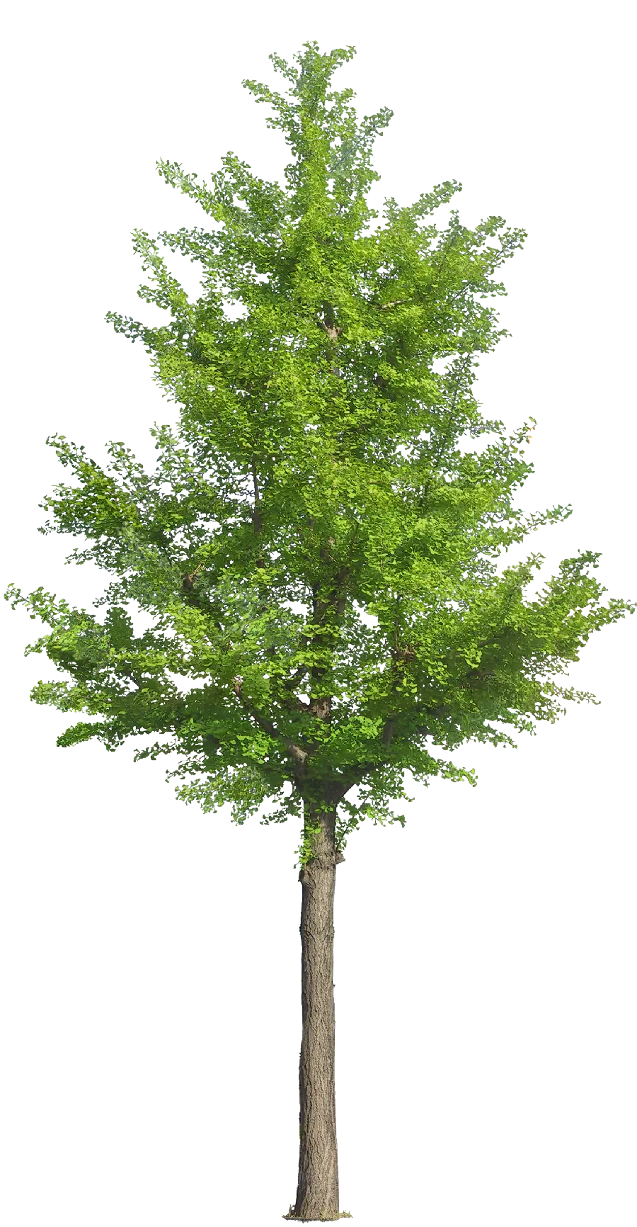 Computer Image of a Tree in Full HD Quality and Green Screen Background