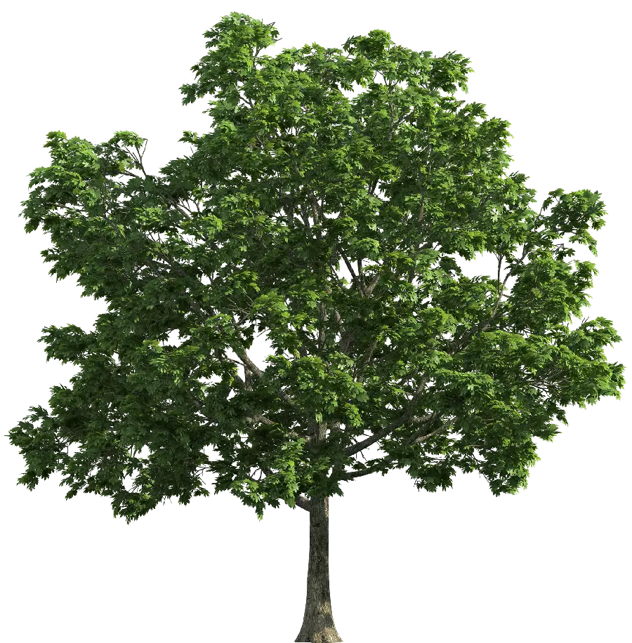 Most Viewed Graphic View of a Lush Tree Exclusively for Edit