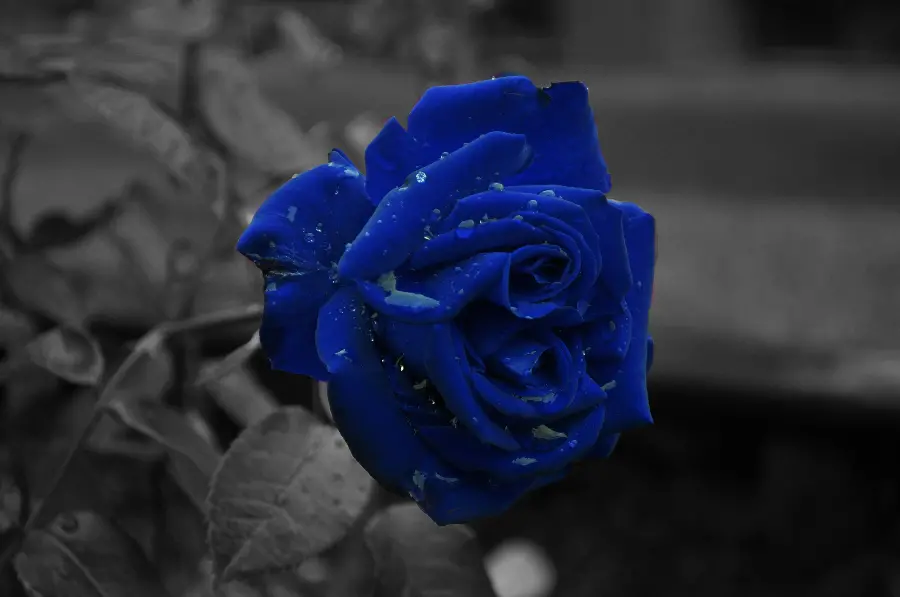 Unique image of a real blue rose in FULL HD quality