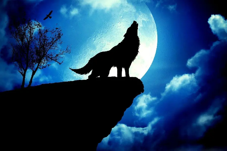 Interesting Background of a Wolf and the Moon in the Beautiful Night Sky