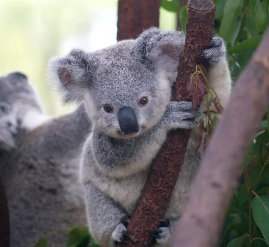 High quality poster of a curious koala holding a tree with both hands