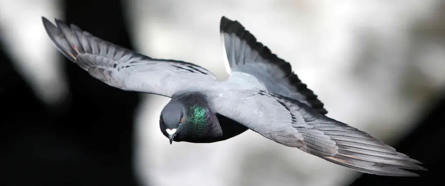 A rough black and white background photo of a dove with open wings in flight