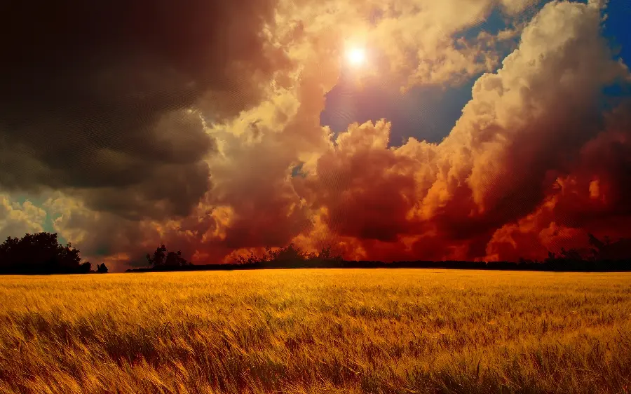 Download widescreen nature wallpaper with the design of the sun in the wheat field