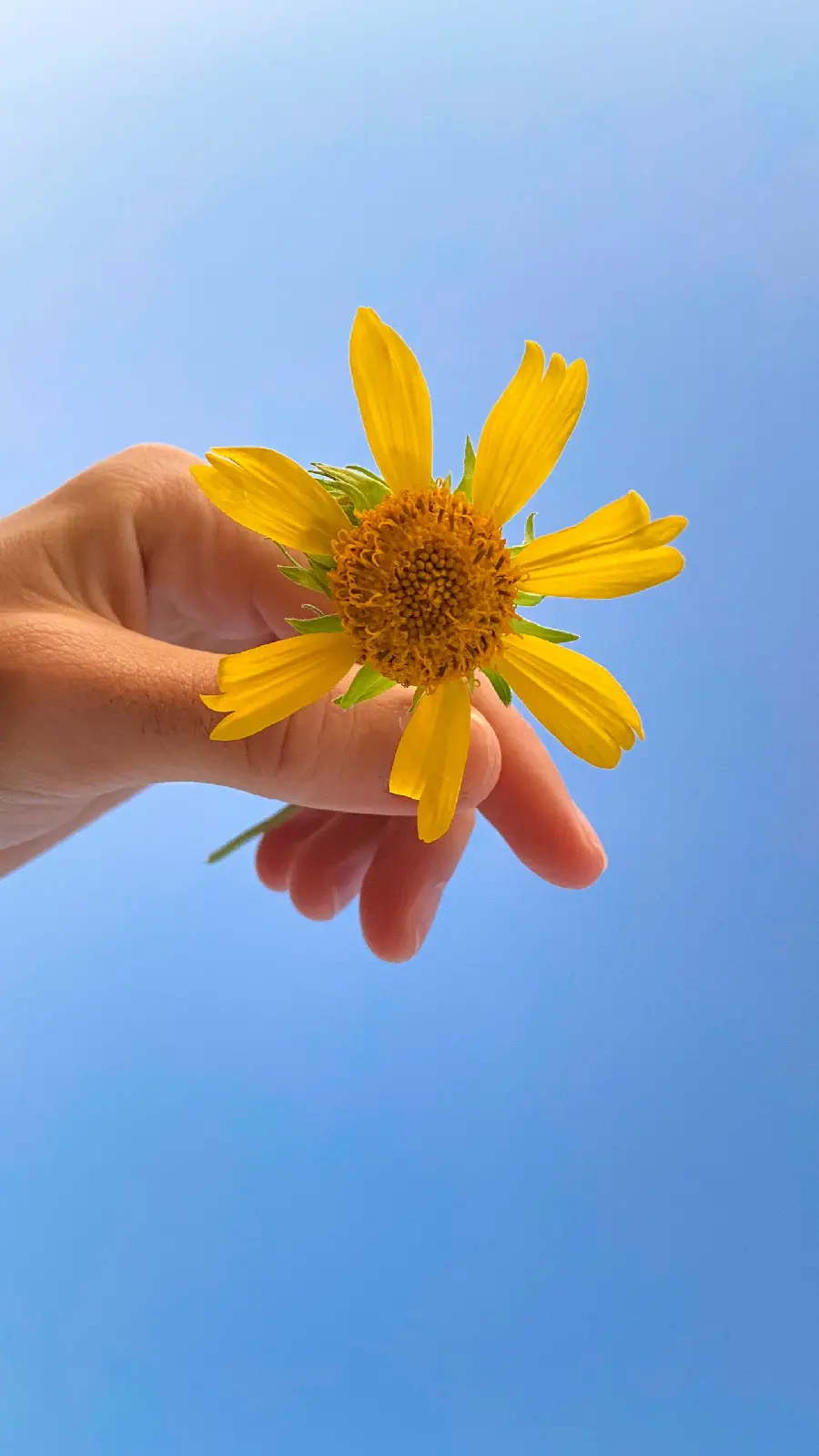 Vector of a yellow flower with seven petals on a blue background in a hand
