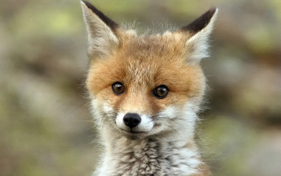 Energetic and beautiful stock photo of a fox suitable for WhatsApp