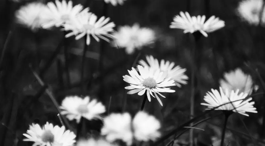Phone background with a beautiful black and white flower design 