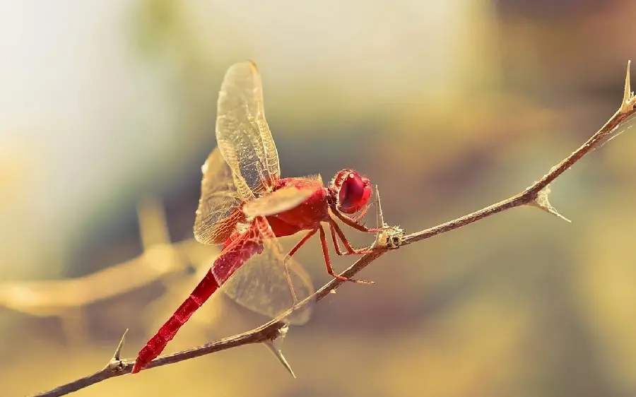 Download Red Dragonfly Insect Image
