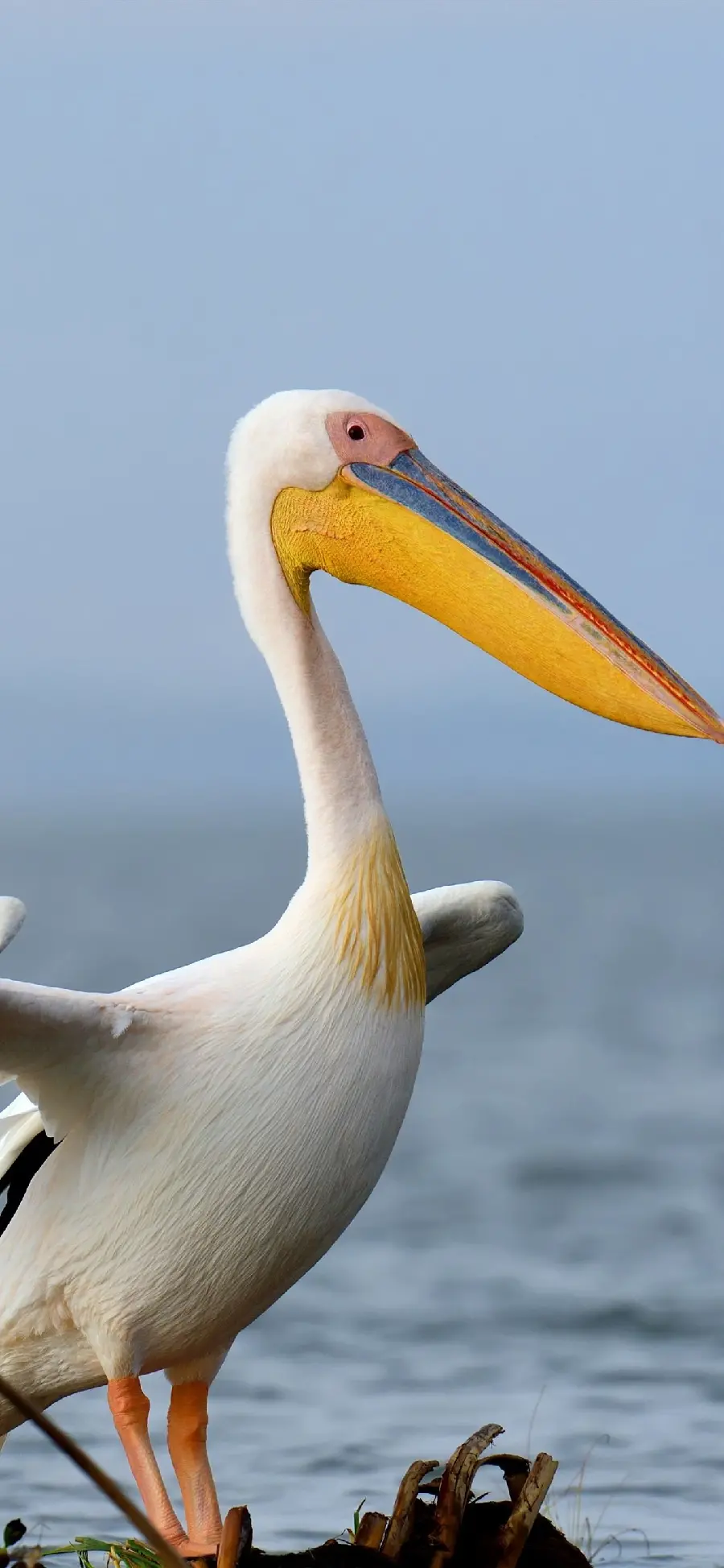 A beautiful poster of a huge pelican with a bright yellow beak by the lake