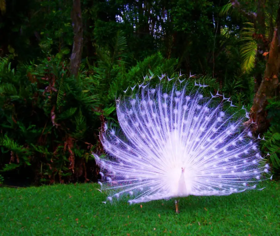 Download stock image of white peacock feathers turned navy blue