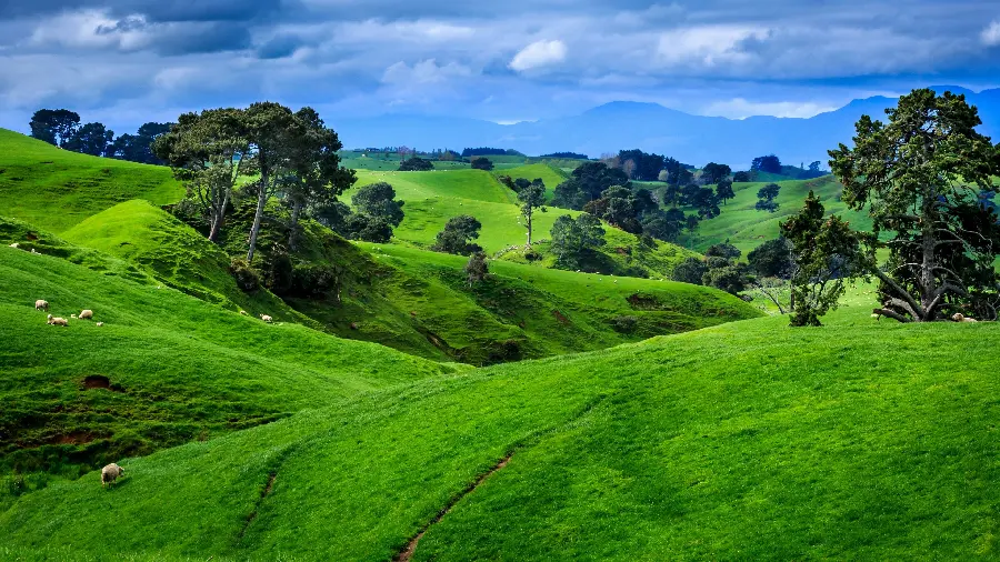 Image of the pristine and lush pastures of New Zealand in HD quality